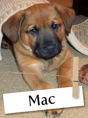 Meet Mac: The Rescue Pup Who Will Melt Your Heart