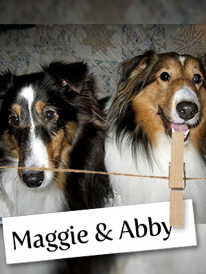 Meet Maggie & Abby: Two Shelties Who Bring Great Joy To All