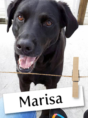 Meet Marisa: The Rescued Lab Who Only Had a Few Hours to Live