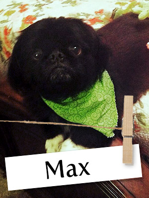 Meet Max, The Little Dog With A Loveable Personality