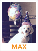 Meet Max, The Smiling Bichon!