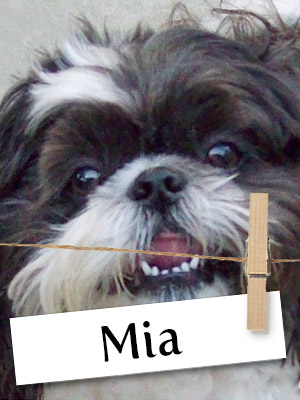 Meet Mia, The Shih Tzu Who Stole Her Owner's Heart!