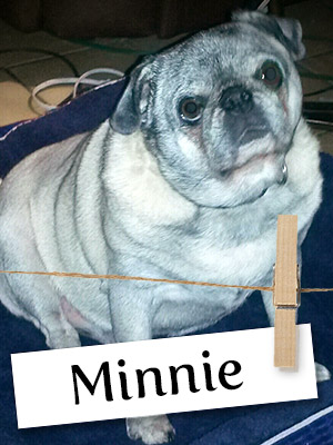 Meet Minnie, the Adorable Pug!