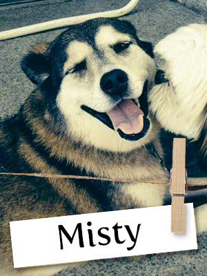 Meet Misty, The Sweet Shepherd Mix!