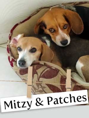 Meet Mitzy and Patches: The Beagles of Boynton, Florida!