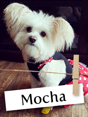 Meet Mocha: The Sassy Pomapoo!