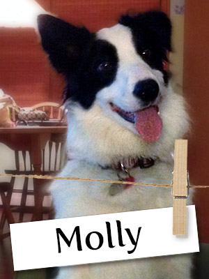 Meet Molly, The Cunning And Curious Collie!
