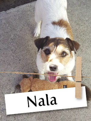 Meet Nala: The Snuggly Jack Russell Terrier