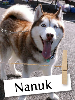 Meet Nanuk, The Loving Husky From Long Island!