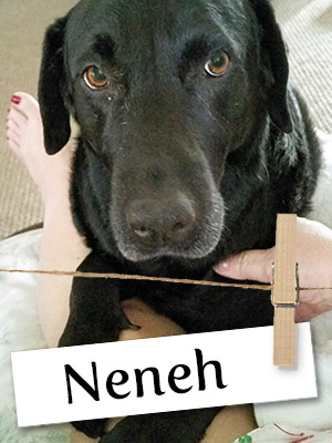 Meet Neneh: The Amazing Black Lab Therapy Dog