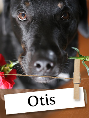 Meet Otis, The Remarkable Rottweiler