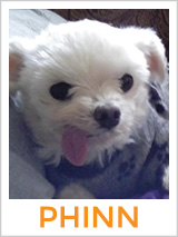 Meet Phinn the Maltese Known for Being a Comedian! 