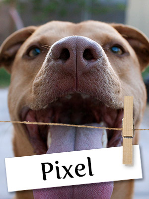 Meet Pixel, The Rescue Pitbull With A Fun Loving Spirit