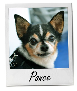 Meet Ponce: A Chorgi Who Found His Forever Home - Pet of the Week