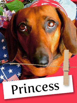 Meet Princess, The Truly Royal Dachshund
