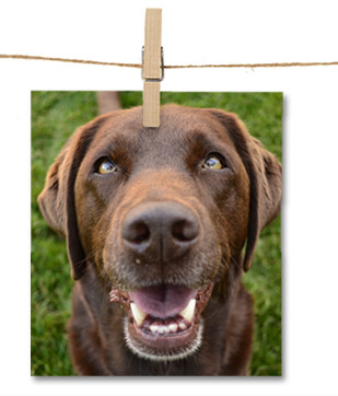 Meet Reese: The Young Chocolate Lab Who Beat Cancer