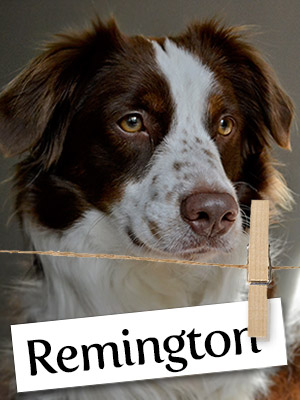 Meet Remington: The Hardworking Service Dog