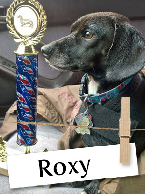 Meet Roxy, The Racing Dachshund!