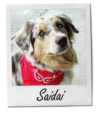 Meet Saidai: A Beautiful Red Merle Aussie (Pet of the Week)