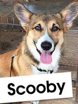 Meet Scooby: A Young Corgi Who Loves Cheering People Up