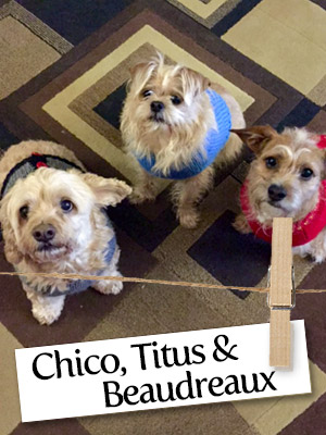 Meet The Furry Trio: Chico, Titus, Beaudreaux!