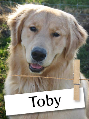 Meet Toby, the White Pine Rambler of the Double-M Tree Farm!