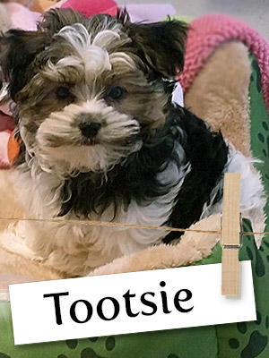 Meet Tootsie: The Malshi Puppy Who Loves People of All Ages