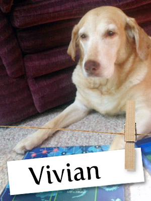 Meet Vivian, The Super Sweet Lab From Wisconsin!
