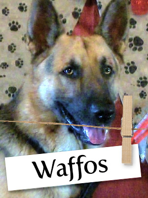 Meet Waffos: The Gentle And Loving German Shepherd!