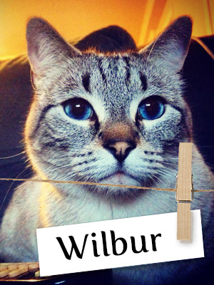 Meet Wilbur, The Munchkin Cat From Montana