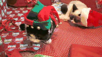 Merry Christmas from EntirelyPets!