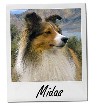 Midas 2/4/14