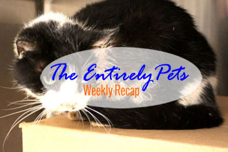 Miracles, Innovations and Puppies: Read All About "Em In This Week's EntirelyPets Weekly Recap