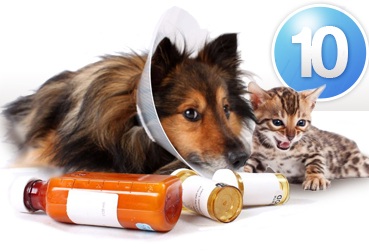 Most Common Pet Health Problems