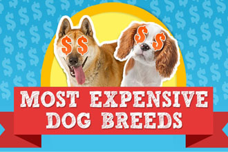 Most Expensive Dog Breeds