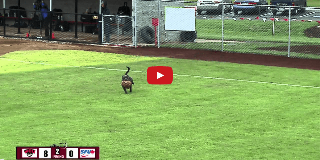 Move over Air Bud- this pooch puts on an athletic performance you DONT want to miss!