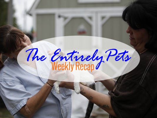 Mysterious Madman Threatens Local Cats, Experts Race to Cure Rabies, and Coyotes Continue to Kill Pets Across the Nation- This & More in the EntirelyPets Weekly Recap (September 22-26, 2014)