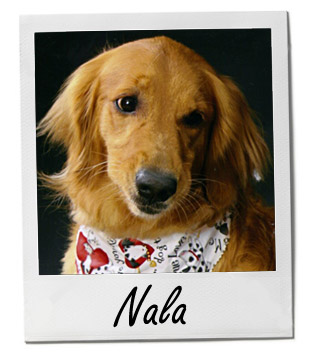 Nala (9/3/13)