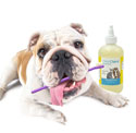 National Pet Dental Month