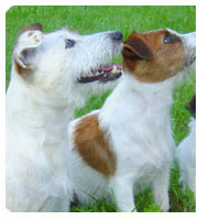 Natural Homeopathic Product Guide