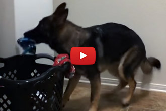 Need Some Help With Laundry? This German Shepherd Knows The Drill!