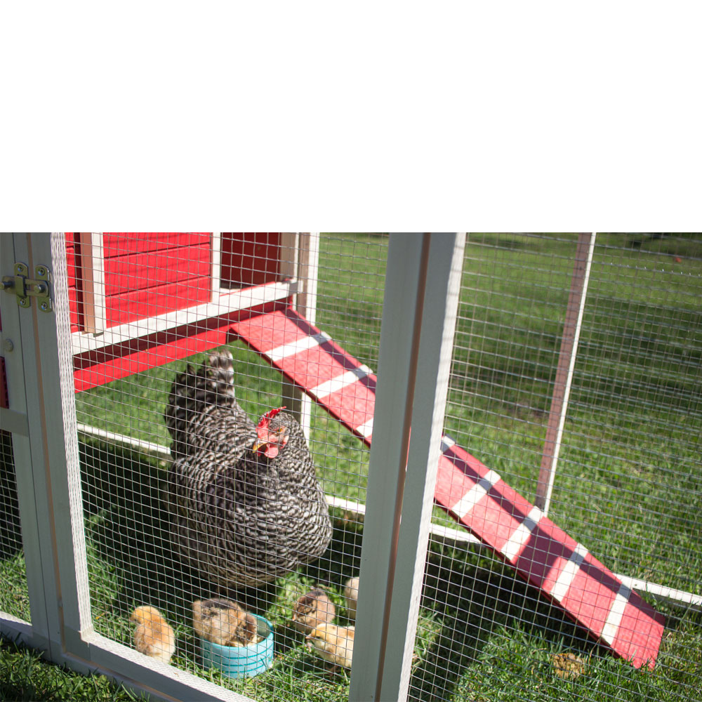 NEW-AGE-PET-SONOMA-CHICKEN-CPOOPN-RDMPLE-29X81X41