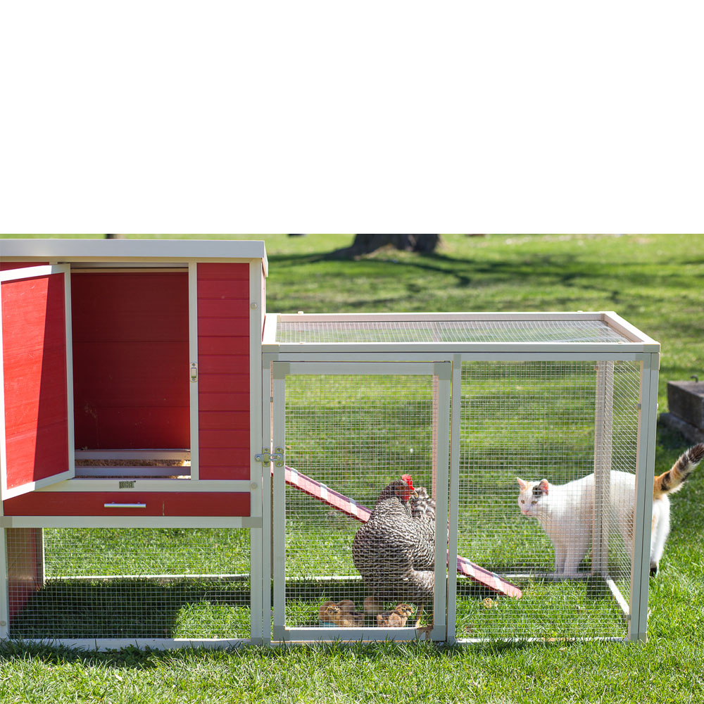 NEW-AGE-PET-SONOMA-CHICKEN-CPOOPN-RDMPLE-29X81X41
