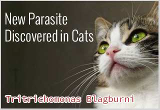 New Parasite Discovered in Cats: Tritrichomonas Blagburni