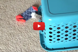 NEW! The Cat-Loading Laundry Basket!