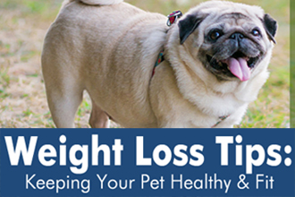 New Years Resolution: Combat Pet Obesity | EntirelyPets
