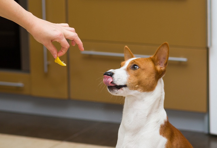 No More Human Food: Why Dogs Need DOG Food