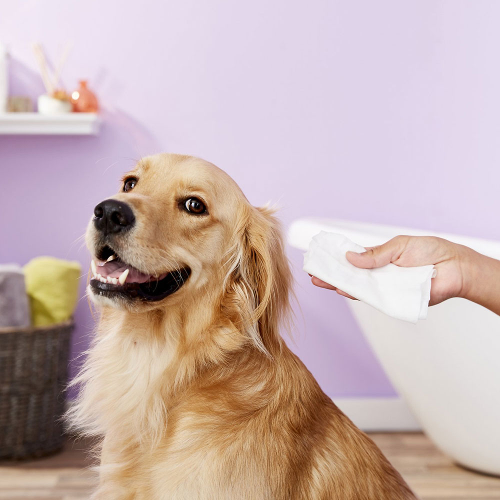 Nootie Sweet Pea & Vanilla Dog & Cat Waterless Shampoo Wipes, 70 count