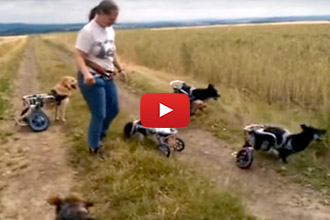Nothing Keeps These Handicapable Dogs From Their Stick!