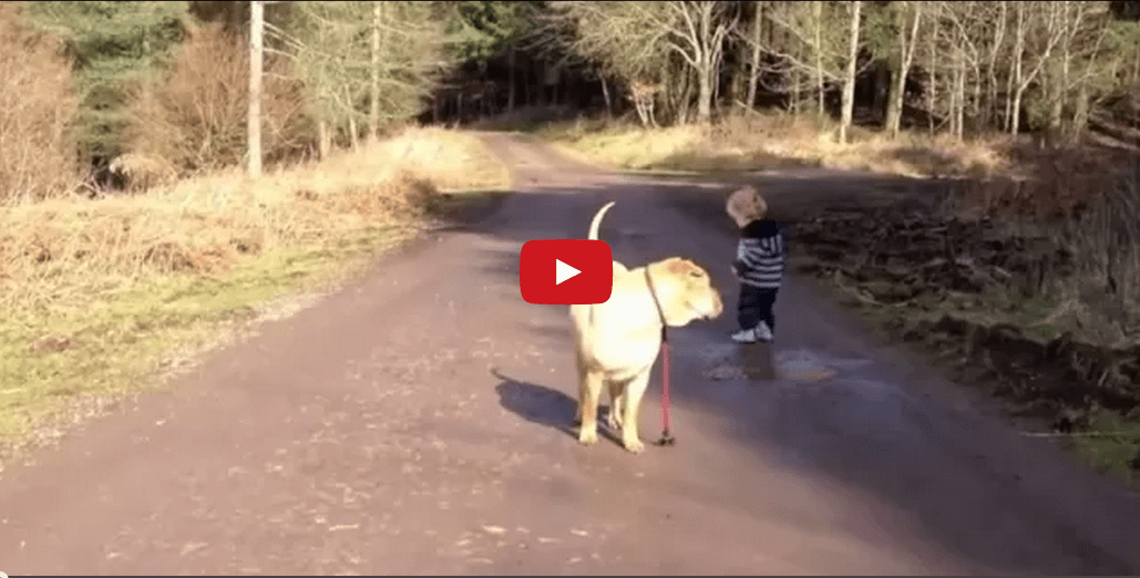 Nothing Says Friendship Like a Boy and His Dog! This Video is Too Cute!!